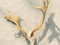 Damhert - schedel met gewei - afbeelding 4 van  5