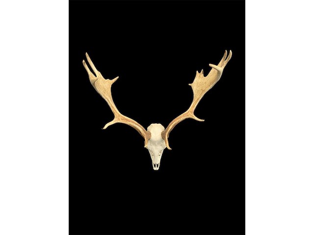 Damhert - schedel met gewei - afbeelding 5 van  5