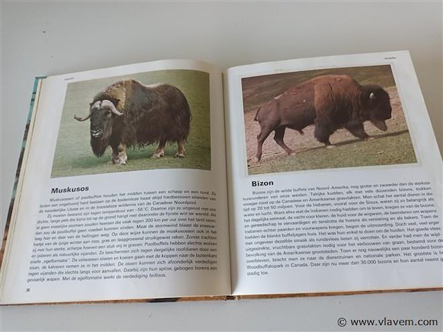 De wilde heersers - afbeelding 5 van  6