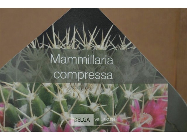 Decoratie op leien steen - afbeelding 2 van  4