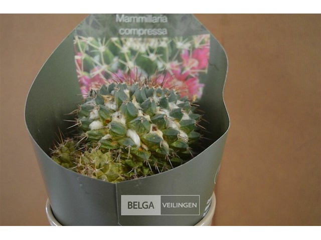 Decoratie op leien steen - afbeelding 3 van  4