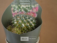 Decoratie op leien steen - afbeelding 3 van  4