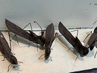 Decoratie - afbeelding 2 van  4