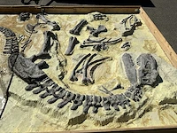 Decoratief dinosaurus fossiel - afbeelding 2 van  5