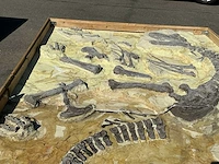Decoratief dinosaurus fossiel - afbeelding 5 van  5