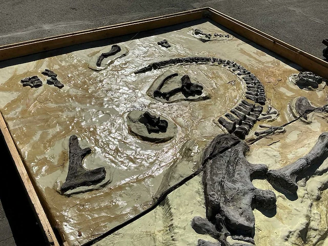 Decoratief dinosaurus fossiel - afbeelding 3 van  5