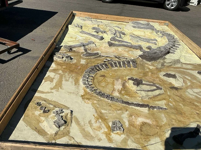 Decoratief dinosaurus fossiel - afbeelding 4 van  5