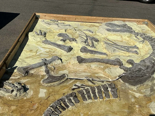 Decoratief dinosaurus fossiel - afbeelding 5 van  5