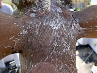 Decoratief hert - afbeelding 8 van  9