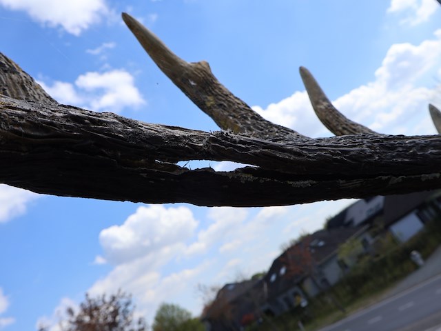 Decoratief hert - afbeelding 2 van  11