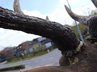 Decoratief hert - afbeelding 3 van  11