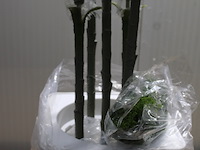 Decoratieve bamboe plant - afbeelding 2 van  3