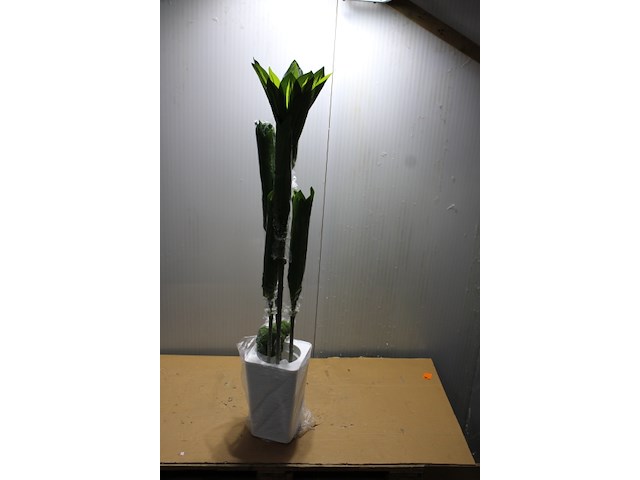 Decoratieve bamboe plant - afbeelding 3 van  3
