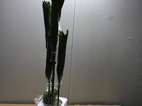 Decoratieve bamboe plant - afbeelding 3 van  3