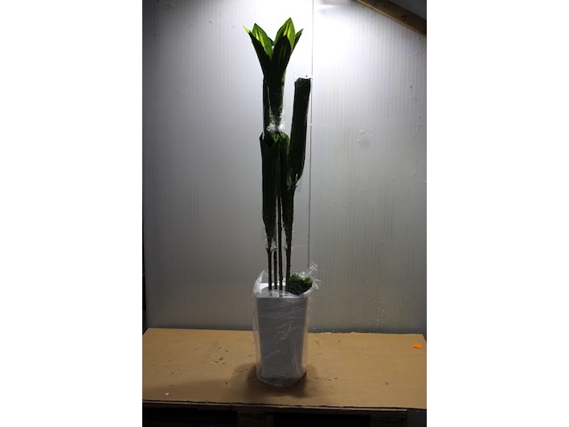 Decoratieve bamboe plant - afbeelding 1 van  3