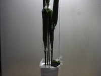 Decoratieve bamboe plant - afbeelding 1 van  3