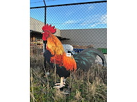 Decoratieve haan - afbeelding 2 van  3