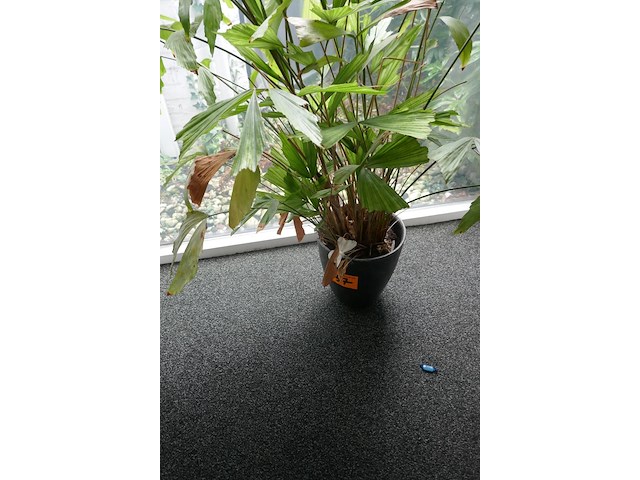 Decoratieve items deel 3 - afbeelding 4 van  4