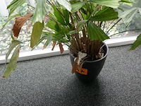 Decoratieve items deel 3 - afbeelding 4 van  4