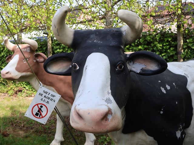 Decoratieve koe - afbeelding 3 van  8