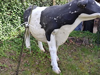 Decoratieve koe - afbeelding 5 van  8