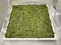 Decoratieve moswand (8x) - afbeelding 1 van  5
