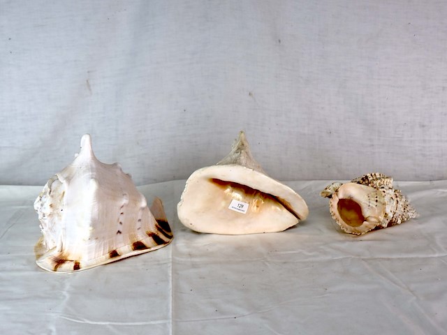 Decoratieve schelp (x3) - afbeelding 1 van  6