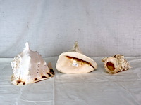 Decoratieve schelp (x3) - afbeelding 1 van  6