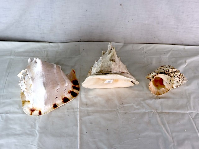 Decoratieve schelp (x3) - afbeelding 2 van  6