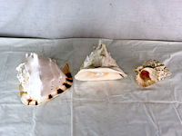 Decoratieve schelp (x3) - afbeelding 2 van  6
