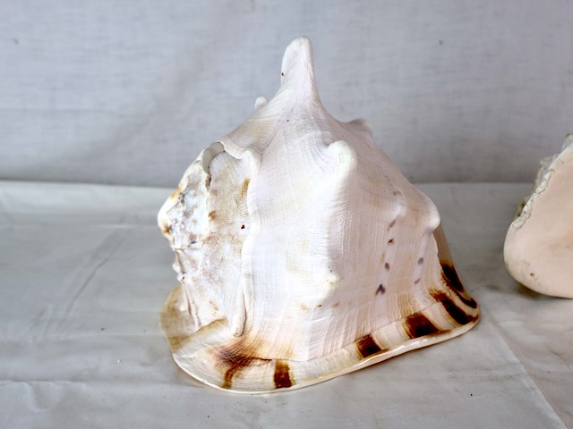 Decoratieve schelp (x3) - afbeelding 3 van  6