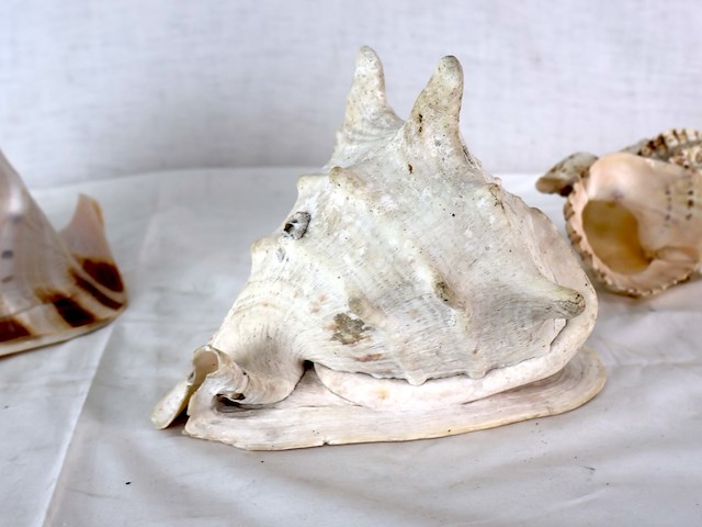 Decoratieve schelp (x3) - afbeelding 4 van  6
