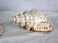 Decoratieve schelp (x3) - afbeelding 5 van  6