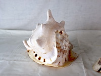 Decoratieve schelp (x3) - afbeelding 6 van  6