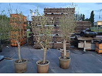 Decoration - afbeelding 1 van  1