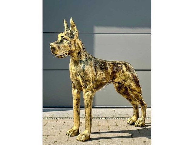 Deense dog goudkleur - afbeelding 1 van  1
