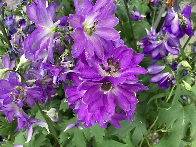 Delphinium (30x) - afbeelding 1 van  2