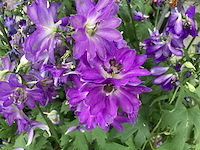 Delphinium (30x) - afbeelding 1 van  2