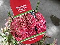 Delphinium(30) - afbeelding 1 van  2