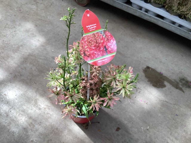 Delphinium(30) - afbeelding 2 van  2