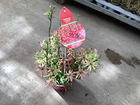 Delphinium(30) - afbeelding 2 van  2