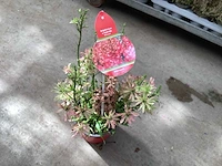 Delphinium(30) - afbeelding 2 van  2
