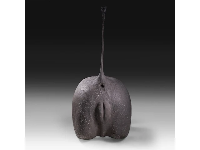 Desert warthog (phacochoerus aethiopicus) rear butt taxidermy mount, h 70 cm - afbeelding 1 van  4