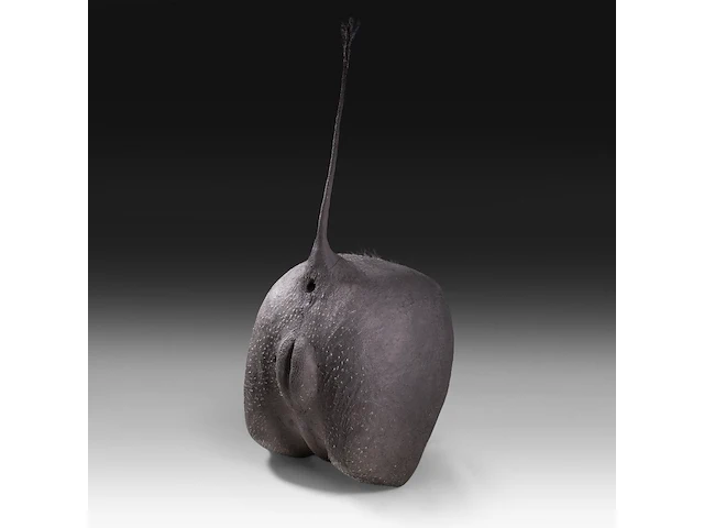 Desert warthog (phacochoerus aethiopicus) rear butt taxidermy mount, h 70 cm - afbeelding 2 van  4