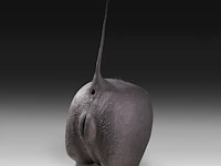 Desert warthog (phacochoerus aethiopicus) rear butt taxidermy mount, h 70 cm - afbeelding 2 van  4