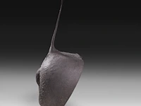 Desert warthog (phacochoerus aethiopicus) rear butt taxidermy mount, h 70 cm - afbeelding 3 van  4