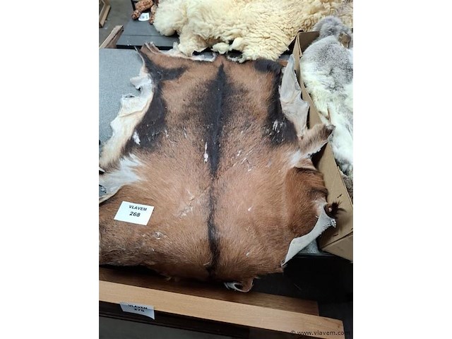 Dierenhuid - afbeelding 1 van  1