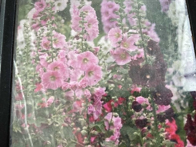 Digitalis (30x) - afbeelding 1 van  2