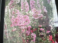 Digitalis (30x) - afbeelding 1 van  2