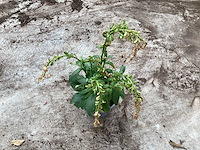 Digitalis (30x) - afbeelding 2 van  2